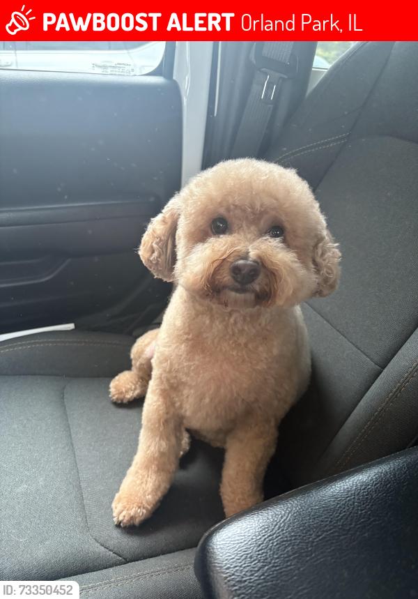 Lost Female Dog last seen The Residences at Orland Park, Orland Park, IL 60462