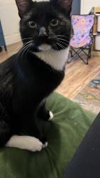 Lost Male Cat last seen Leo’s fabric shop on Barlow Moor road, Chorlton-cum-Hardy, England M21 8AR