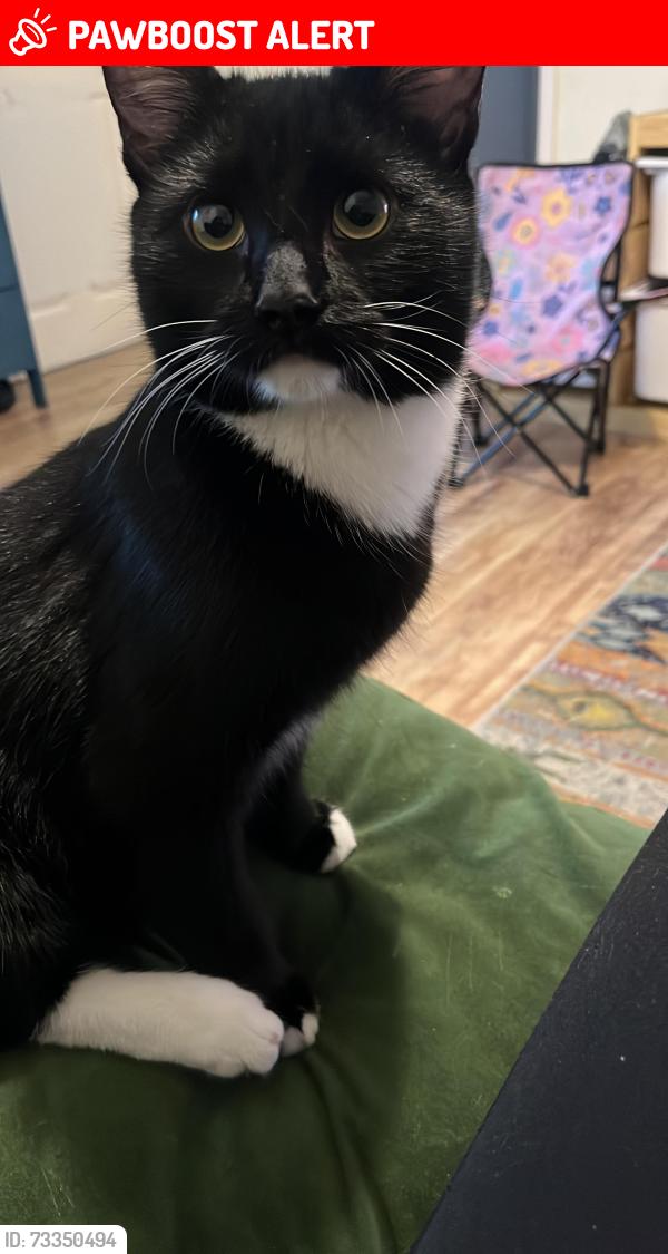 Lost Male Cat last seen Leo’s fabric shop on Barlow Moor road, Chorlton-cum-Hardy, England M21 8AR