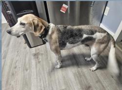 Reunited Male Dog last seen Bramton Rd, Wilmington, NC 28405