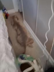 Found/Stray Female Dog last seen Airport, Tyler, TX 75704