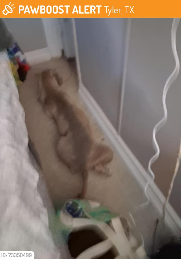 Found/Stray Female Dog last seen Airport, Tyler, TX 75704