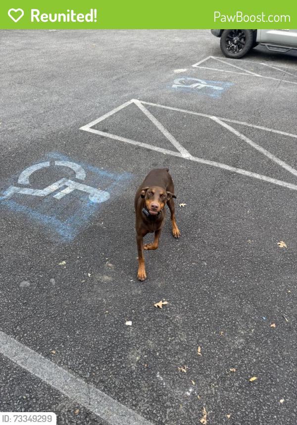 Reunited Female Dog last seen Barnett Shoals Rd., The Summit, Athens, GA 30605