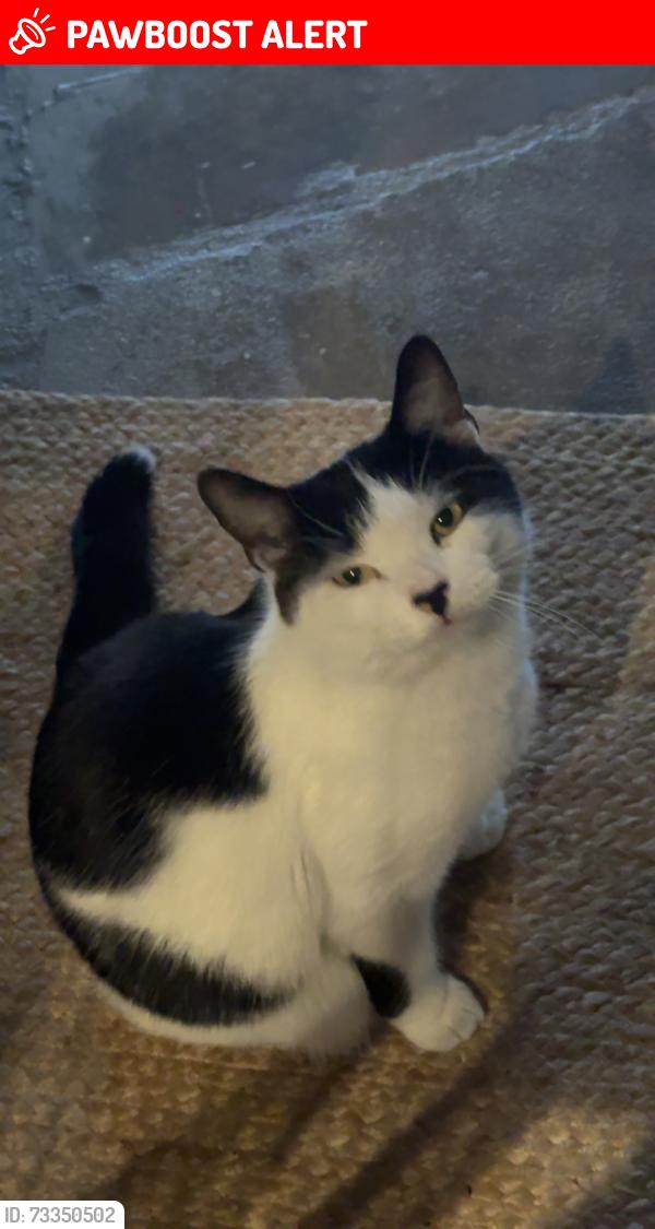 Lost Male Cat last seen West Yorkshire, England LS8 3DN, West Yorkshire, England LS8 3DN