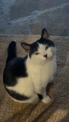 Lost Male Cat last seen West Yorkshire, England LS8 3DN, West Yorkshire, England LS8 3DN