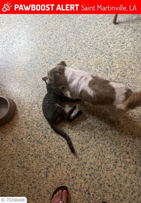 Lost Male Cat last seen Near Harry T.Drive,St.Martinville,La.70582, Saint Martinville, LA 70582