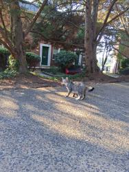 Found/Stray Female Cat last seen LINCOLN, Arlington, VA 22206