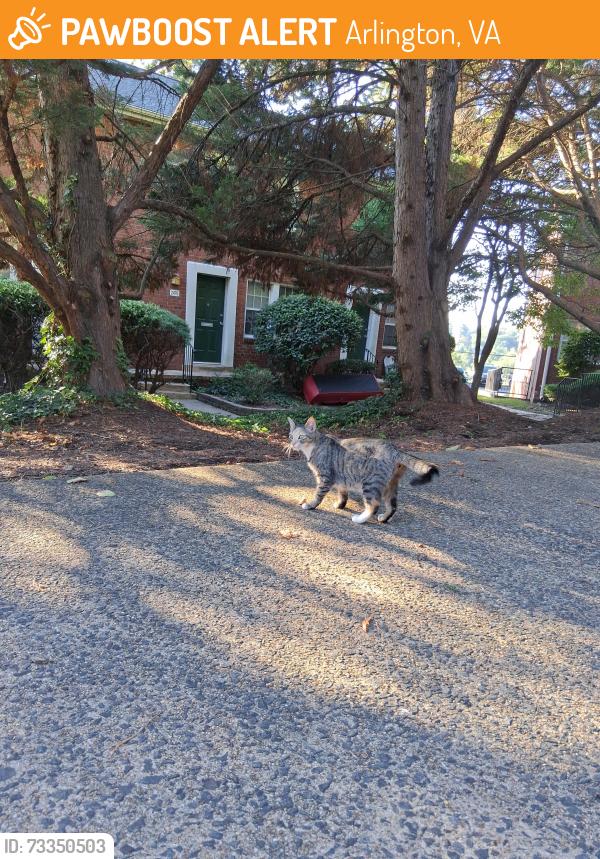 Found/Stray Female Cat last seen LINCOLN, Arlington, VA 22206
