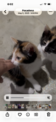 Reunited Female Cat last seen Mountain, Pasadena, CA 91104