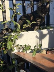 Reunited Male Cat last seen Tasker St and Clarion St, Philadelphia, PA 19148