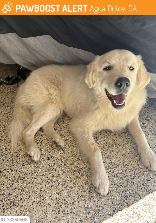 Found/Stray Male Dog last seen Sierra Highway and Anthony, Agua Dulce, Agua Dulce, CA 91390
