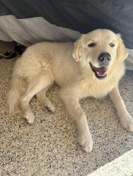 Found/Stray Male Dog last seen Sierra Highway and Anthony, Agua Dulce, Agua Dulce, CA 91390