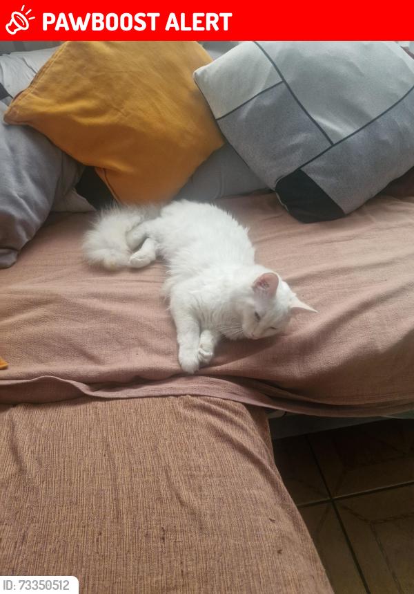 Lost Male Cat last seen Near White Hart Lane, Greater London, England N17 8LA