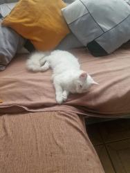 Lost Male Cat last seen Near White Hart Lane, Greater London, England N17 8LA