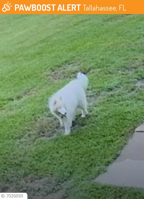 Found/Stray Unknown Dog last seen Pimlico and Dancers Image Road, Tallahassee, FL 32309
