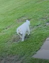 Found/Stray Unknown Dog last seen Pimlico and Dancers Image Road, Tallahassee, FL 32309