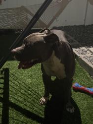 Found/Stray Male Dog last seen salems fresh eats on 18th street, St. Petersburg, FL 33712