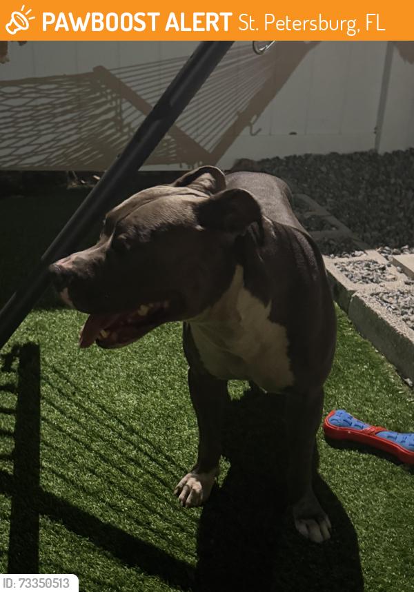 Found/Stray Male Dog last seen salems fresh eats on 18th street, St. Petersburg, FL 33712