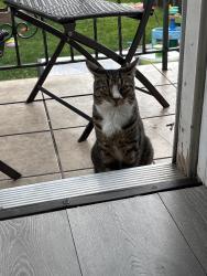 Found/Stray Unknown Cat last seen Kearny high school, Kearny, NJ 07032
