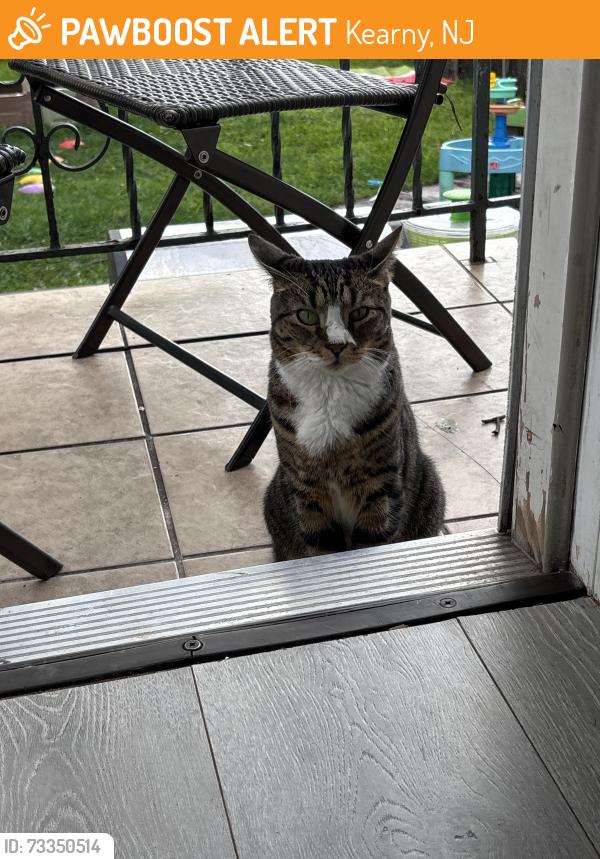 Found/Stray Unknown Cat last seen Kearny high school, Kearny, NJ 07032