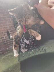 Found/Stray Female Cat last seen Gordon Street, Gorton, England 