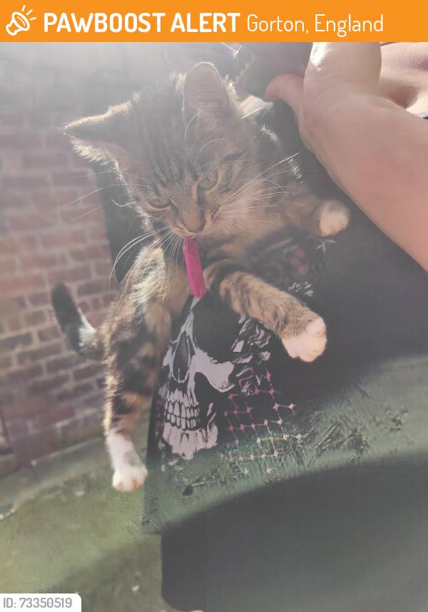 Found/Stray Female Cat last seen Gordon Street, Gorton, England 