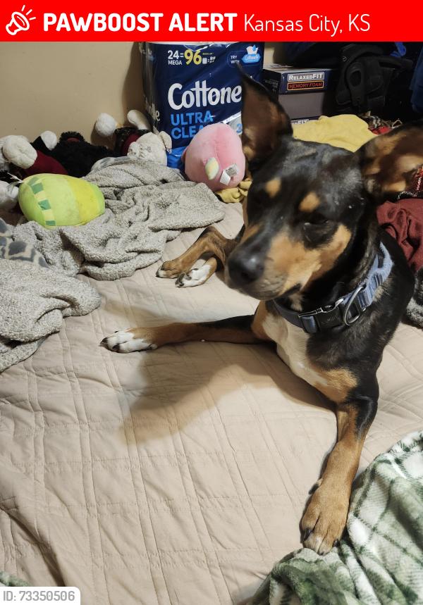 Lost Female Dog last seen 51st & Kimball Ave, KCK, Kansas City, KS 66104
