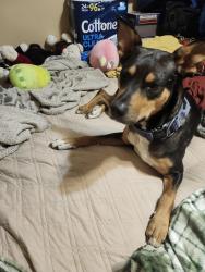 Lost Female Dog last seen 51st & Kimball Ave, KCK, Kansas City, KS 66104