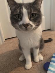 Lost Female Cat last seen Near Chatfield Reservoir, Littleton, CO 80125