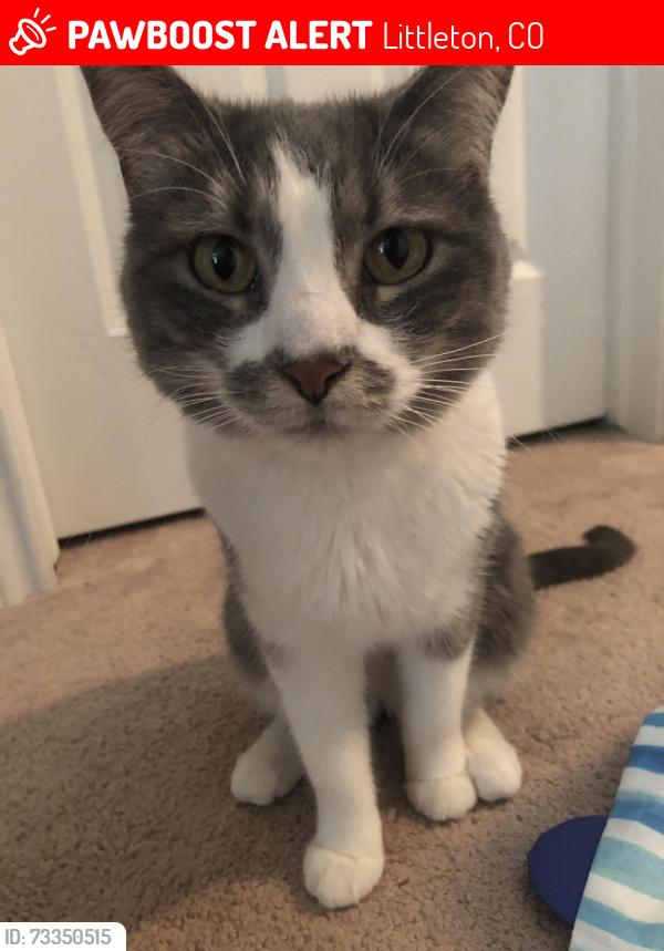 Lost Female Cat last seen Near Chatfield Reservoir, Littleton, CO 80125