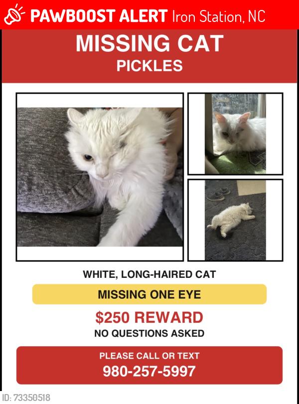 Lost Male Cat last seen Faith Baptist, Iron Station, NC 28080