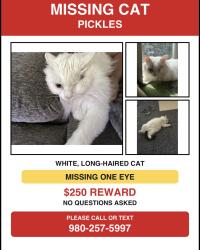Lost Male Cat last seen Faith Baptist, Iron Station, NC 28080