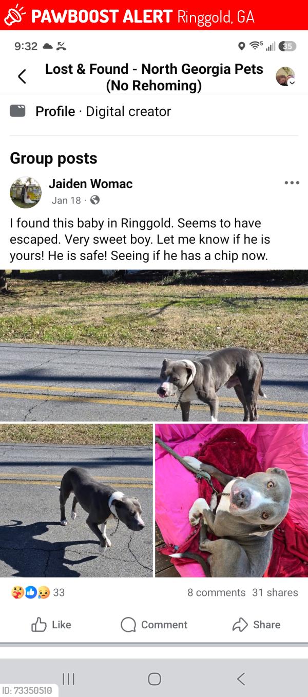 Lost Male Dog last seen Ingels, Ringgold, GA 30736