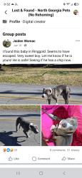 Lost Male Dog last seen Ingels, Ringgold, GA 30736
