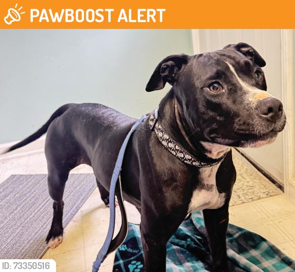 Found/Stray Female Dog last seen Harris Rd - glad acres, Johnston County, NC 27577