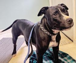 Found/Stray Female Dog last seen Harris Rd - glad acres, Johnston County, NC 27577