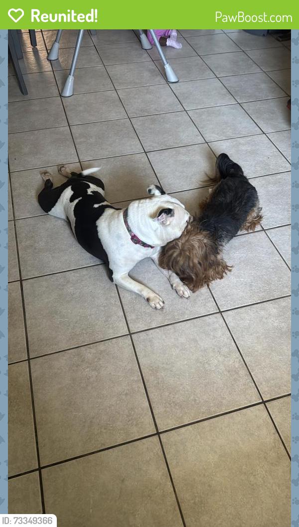 Reunited Female Dog last seen Near golden eagle ct Killeen Tx, Killeen, TX 76549
