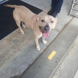 Found/Stray Female Dog last seen Schuetz Containers Bankhead Hwy Carl Ga, Carl, GA 30680