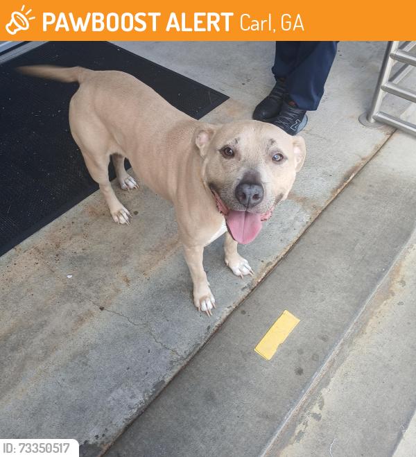 Found/Stray Female Dog last seen Schuetz Containers Bankhead Hwy Carl Ga, Carl, GA 30680