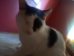 Lost Male Cat last seen Egret and Foley, Minneapolis, MN 55448