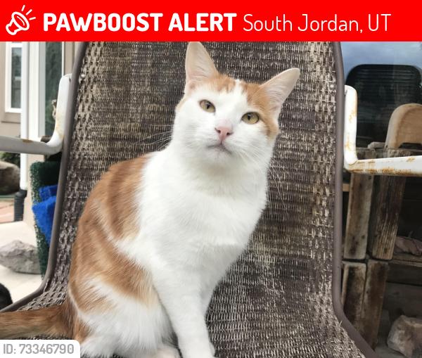 Lost Female Cat last seen sheields lane and harmony rose circle, South Jordan, UT 84095