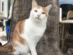 Lost Female Cat last seen sheields lane and harmony rose circle, South Jordan, UT 84095