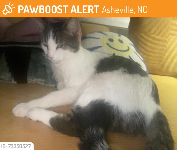 Found/Stray Male Cat last seen Concord Place Asheville NC, Asheville, NC 28801