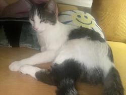 Found/Stray Male Cat last seen Concord Place Asheville NC, Asheville, NC 28801