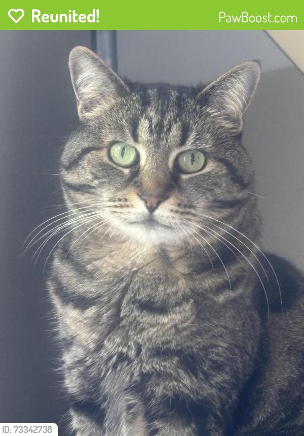 Reunited Female Cat last seen Starlit way waterbridge, Myrtle Beach, SC 29579