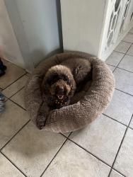 Lost Female Dog last seen Wilmington & 139th st, Compton, CA 90222