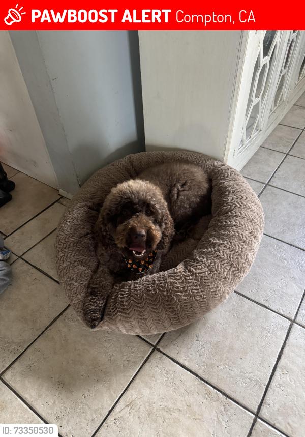 Lost Female Dog last seen Wilmington & 139th st, Compton, CA 90222