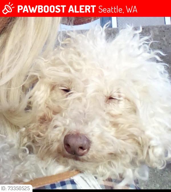 Lost Male Dog last seen Ballard food bank, Seattle, WA 98107