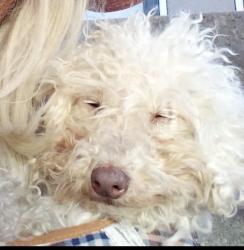 Lost Male Dog last seen Ballard food bank, Seattle, WA 98107
