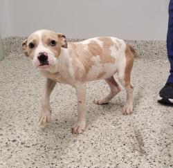 Shelter Stray Female Dog last seen Near BLOCK ANDOVER ST, DETROIT, MI 48203, 7401 Chrysler Dr, Detroit, MI 48211, USA